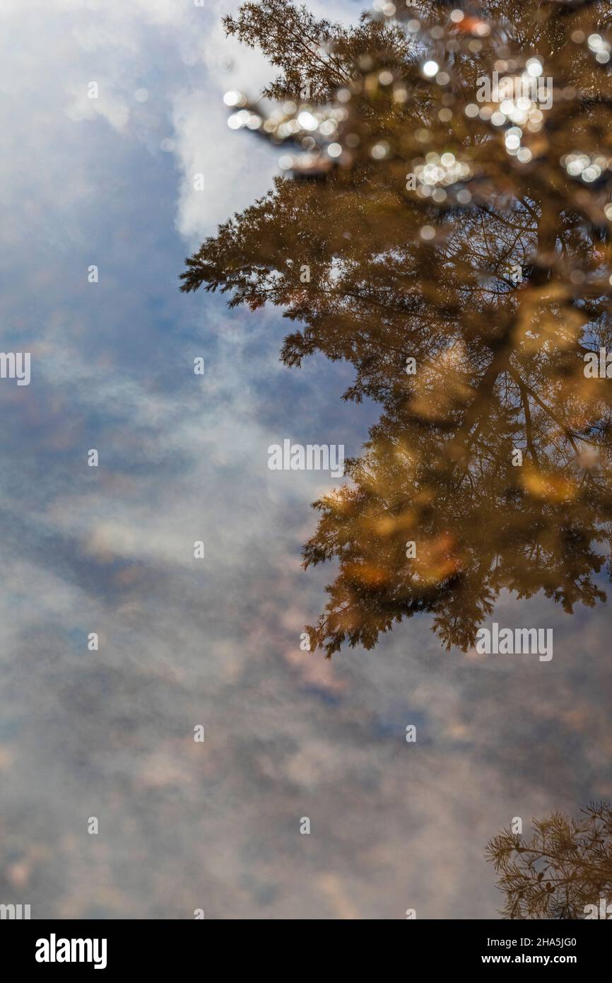 tree reflections on the water surface Stock Photo - Alamy