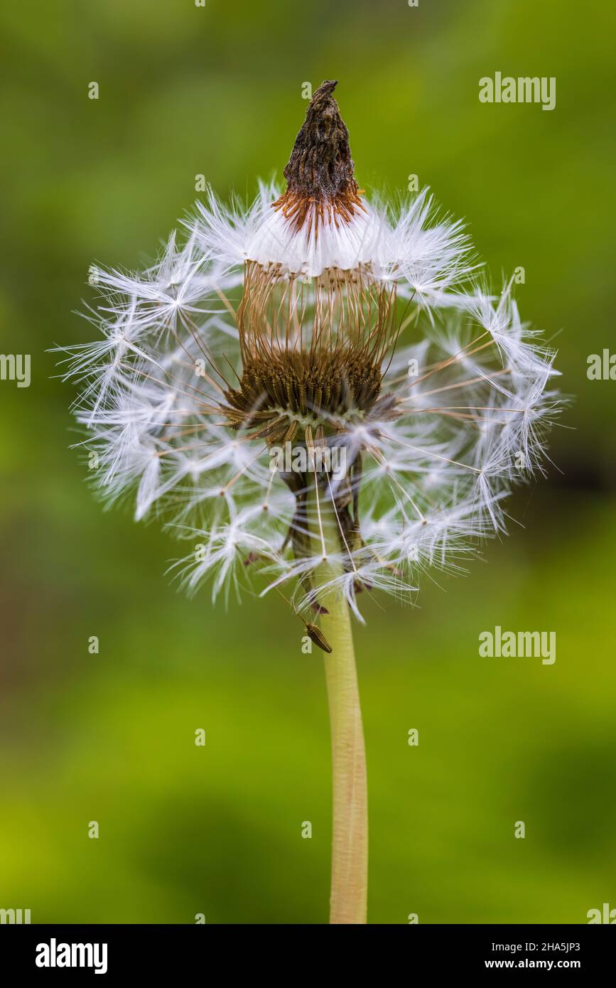 dandelion,faded,dandelion,green background (taraxacum officinale),close-up Stock Photo