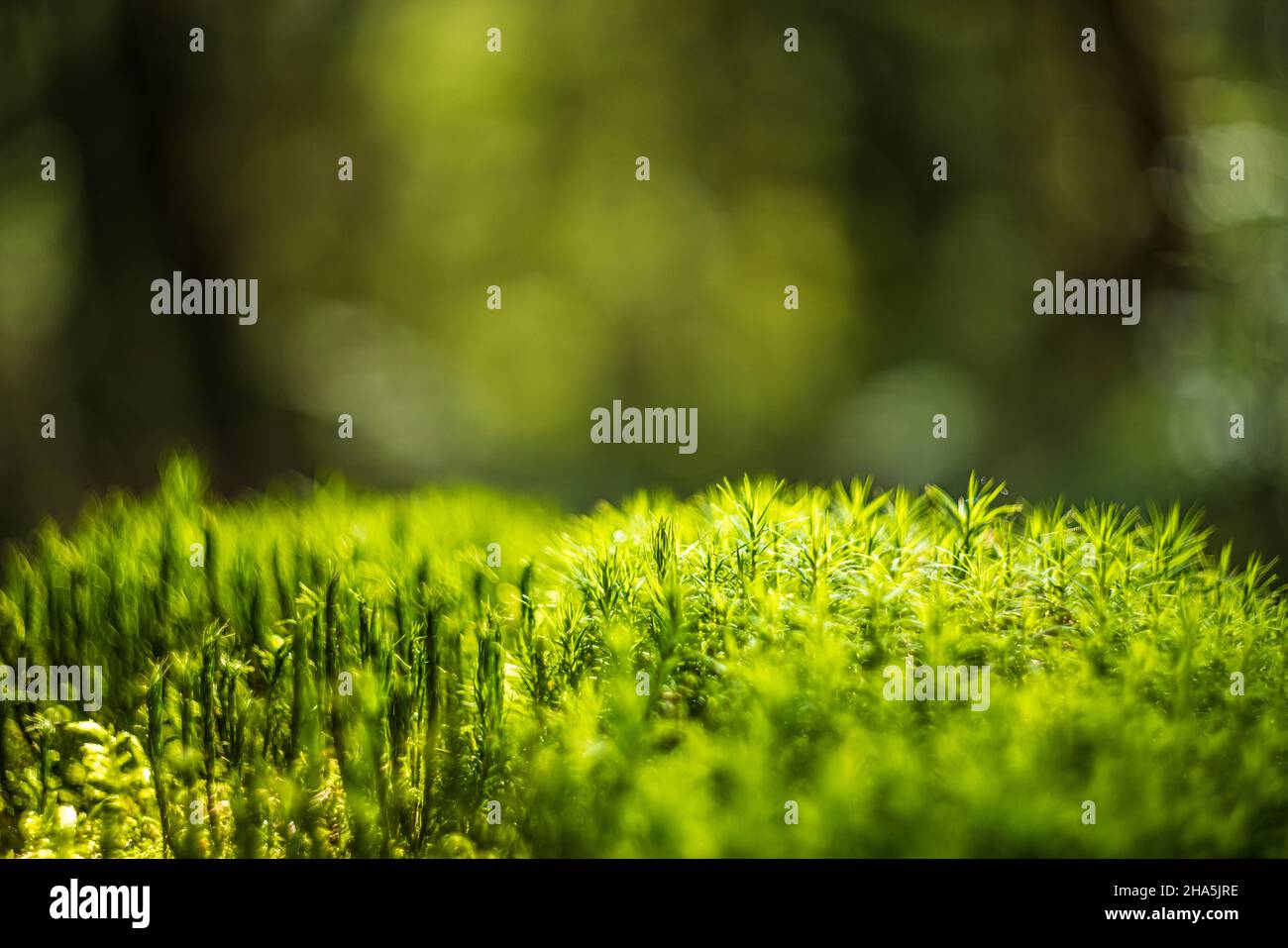 Abstract circular bokeh natural background Stock Photo - Alamy