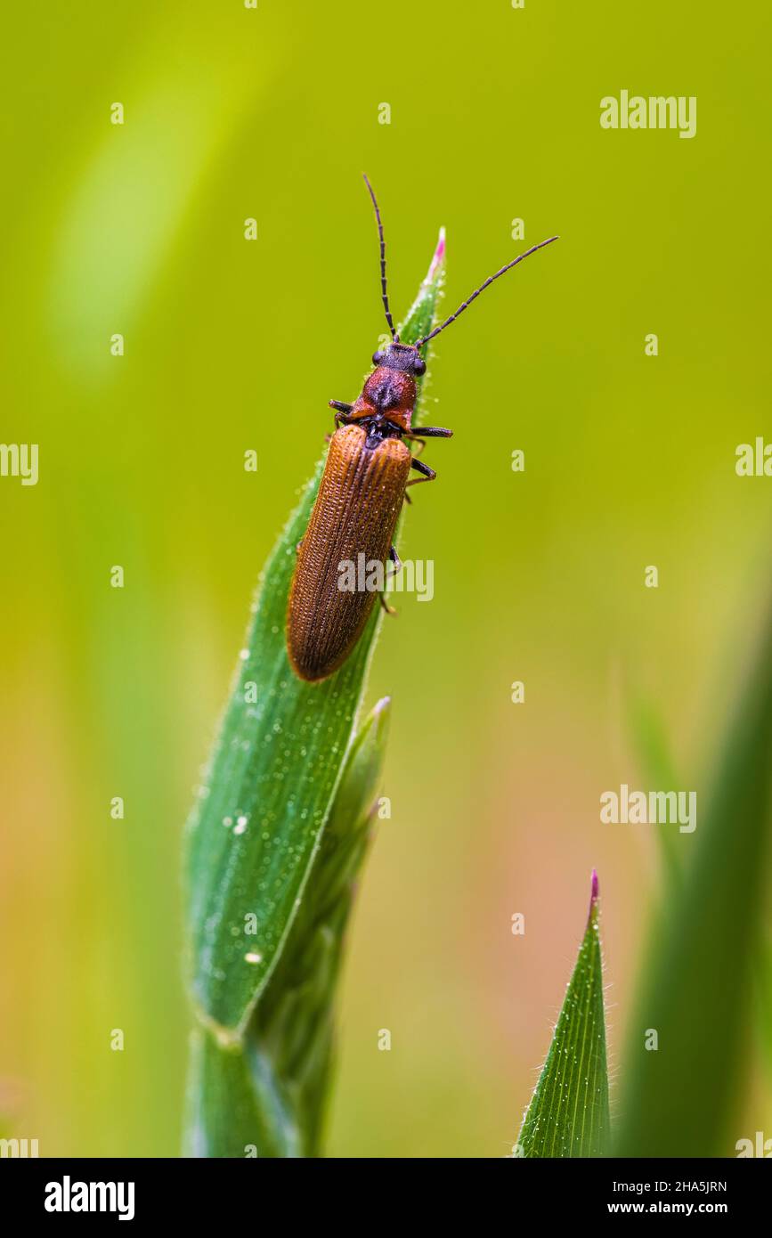 red-necked ibex (stictoleptura rubra) beetle on plants Stock Photo