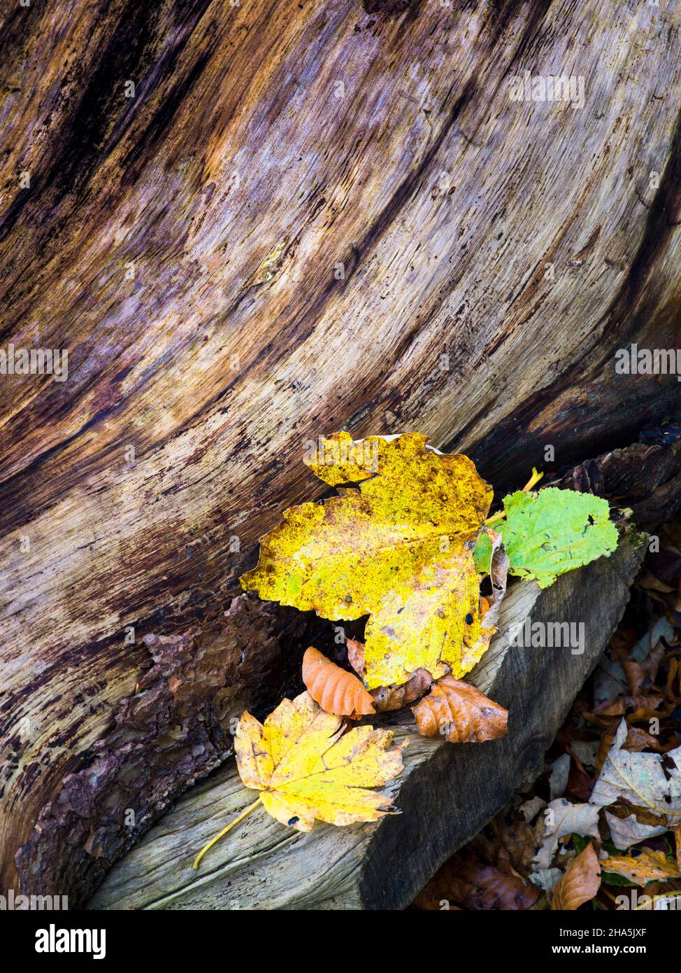leaves on a tree stump Stock Photo