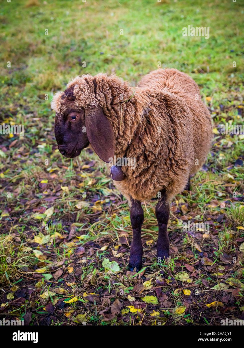 brown sheep on the pasture Stock Photo - Alamy