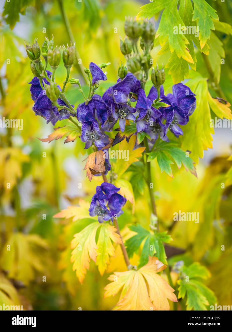 withered plant in autumn Stock Photo