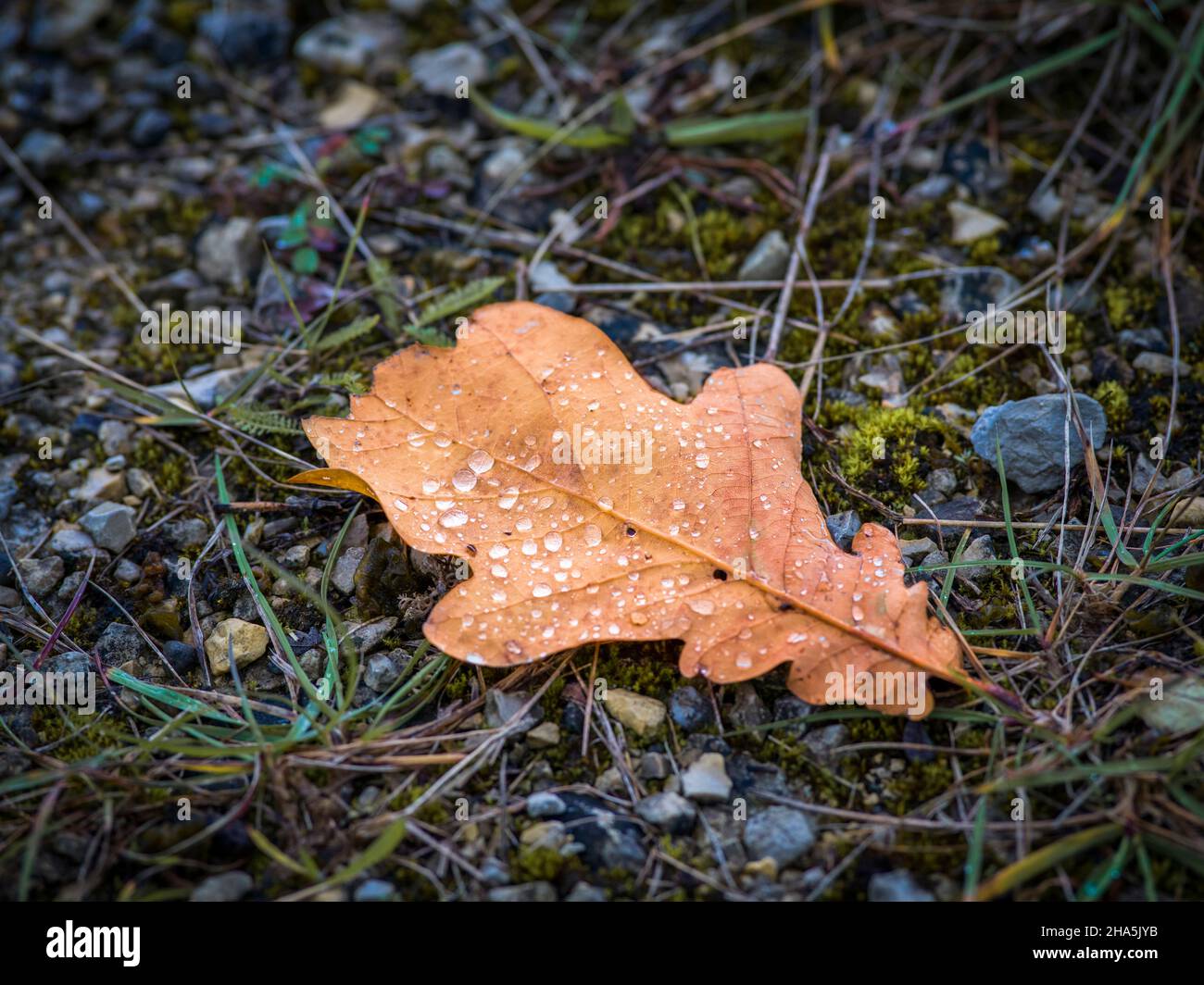 drops of water on fallen leaf Stock Photo