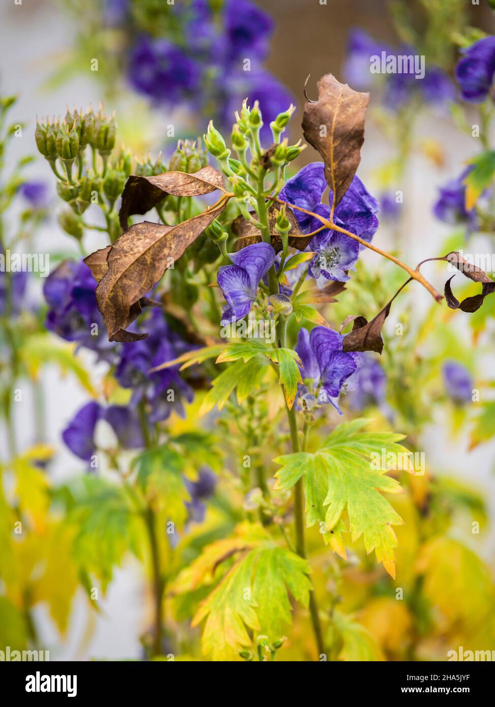withered plant in autumn Stock Photo