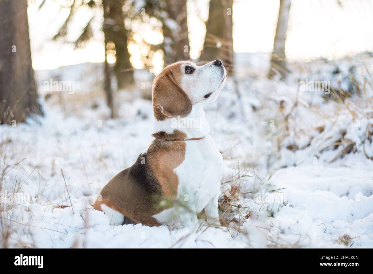 Beagle in the snow Stock Photo - Alamy