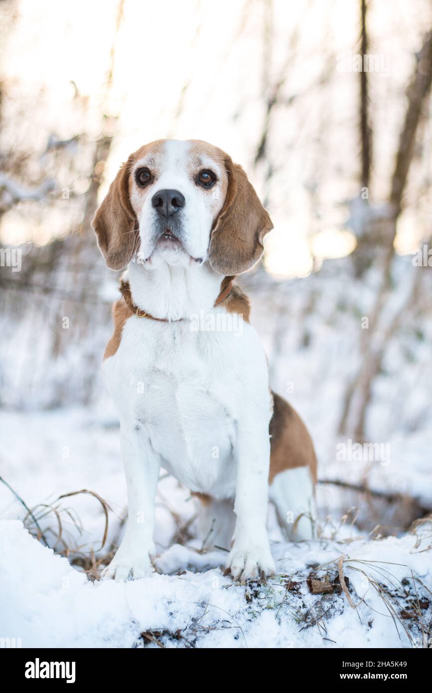 Beagle in the snow Stock Photo