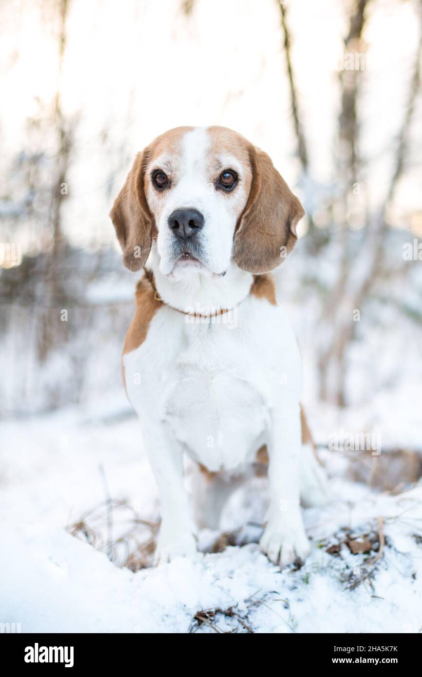 Beagle in the snow Stock Photo
