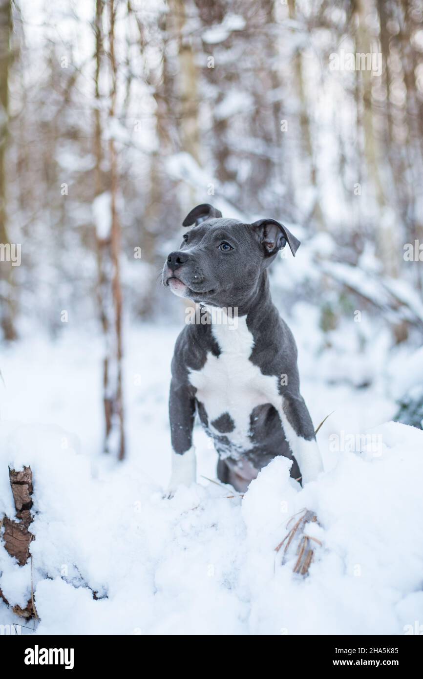 American Staffordshire Terrier puppy in the snow Stock Photo