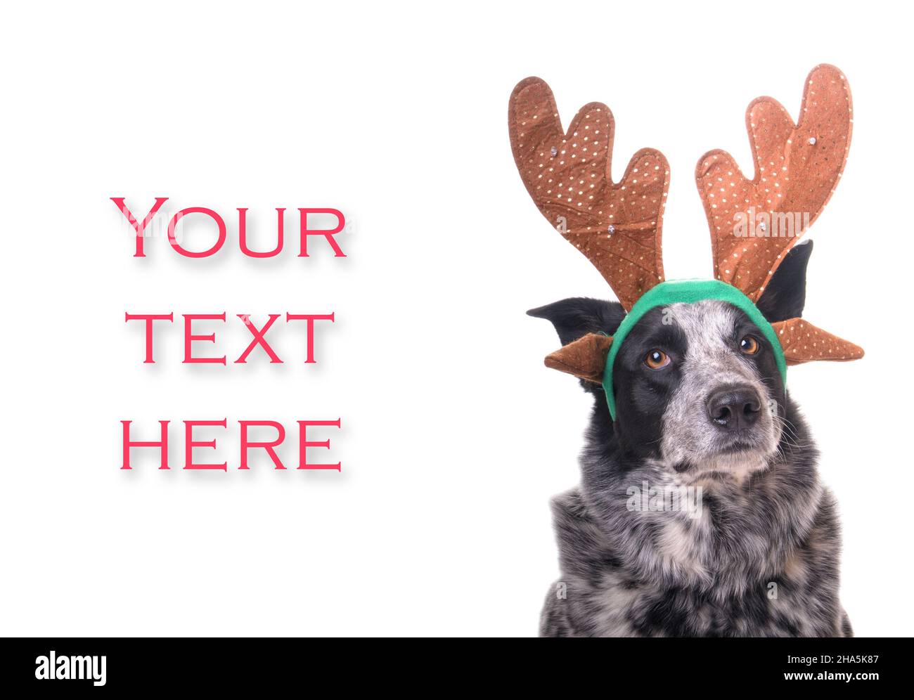 Black and white spotted dog wearing reindeer antlers, with a keen expression on white background; with room for your message Stock Photo