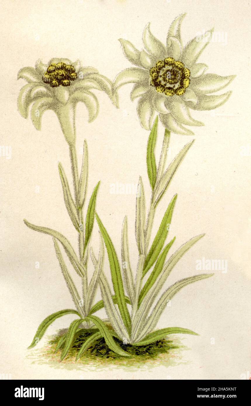 edelweiss Leontopodium nivale, (encyclopedia, 1888 Stock Photo - Alamy