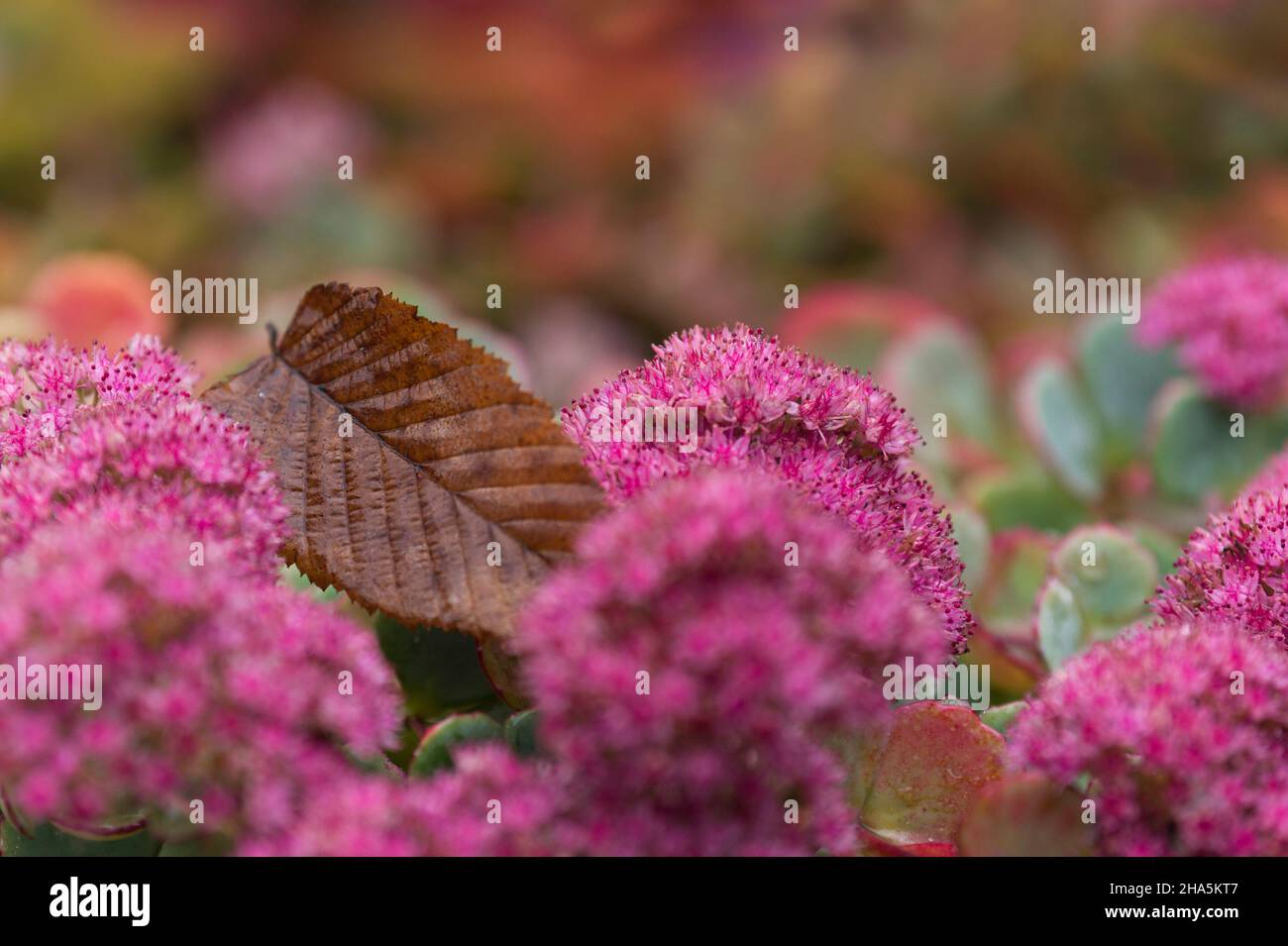 pink-colored flowers of the october fat leaf (sedum sieboldii) with a hornbeam leaf in between,germany Stock Photo