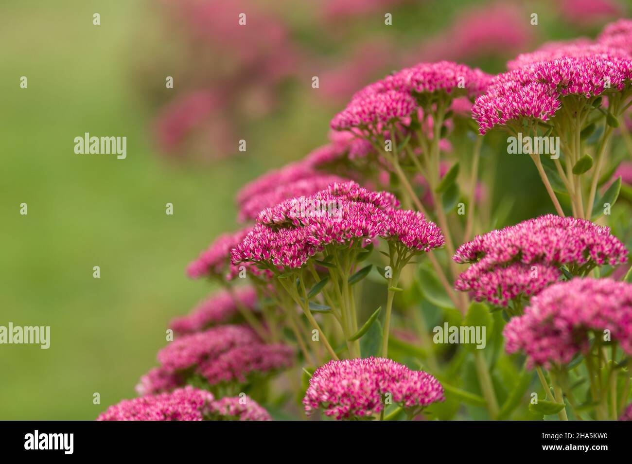high sedum (sedum telephium),in autumn the many star-shaped single flowers shine in a deep pink,germany Stock Photo