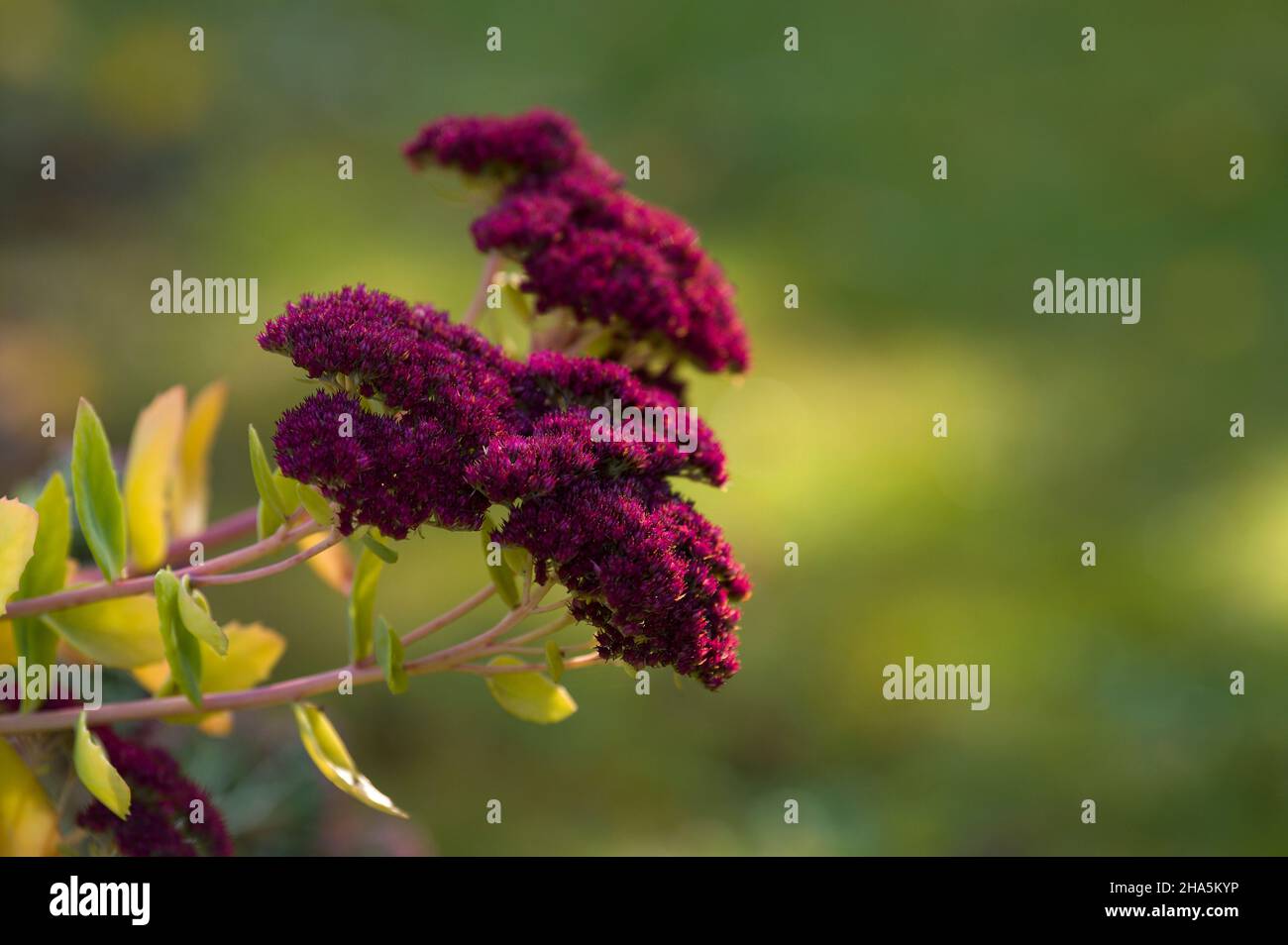 high sedum (sedum telephium),the flowers turn wine-red in late autumn,germany Stock Photo