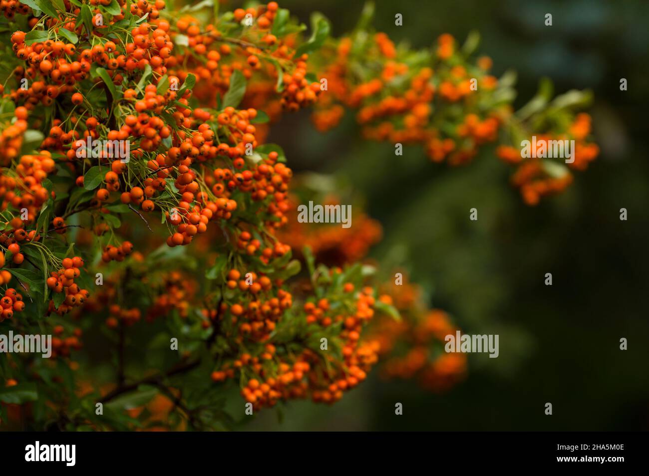 the orange fruits of the firethorn (pyracantha) glow in autumn,germany Stock Photo