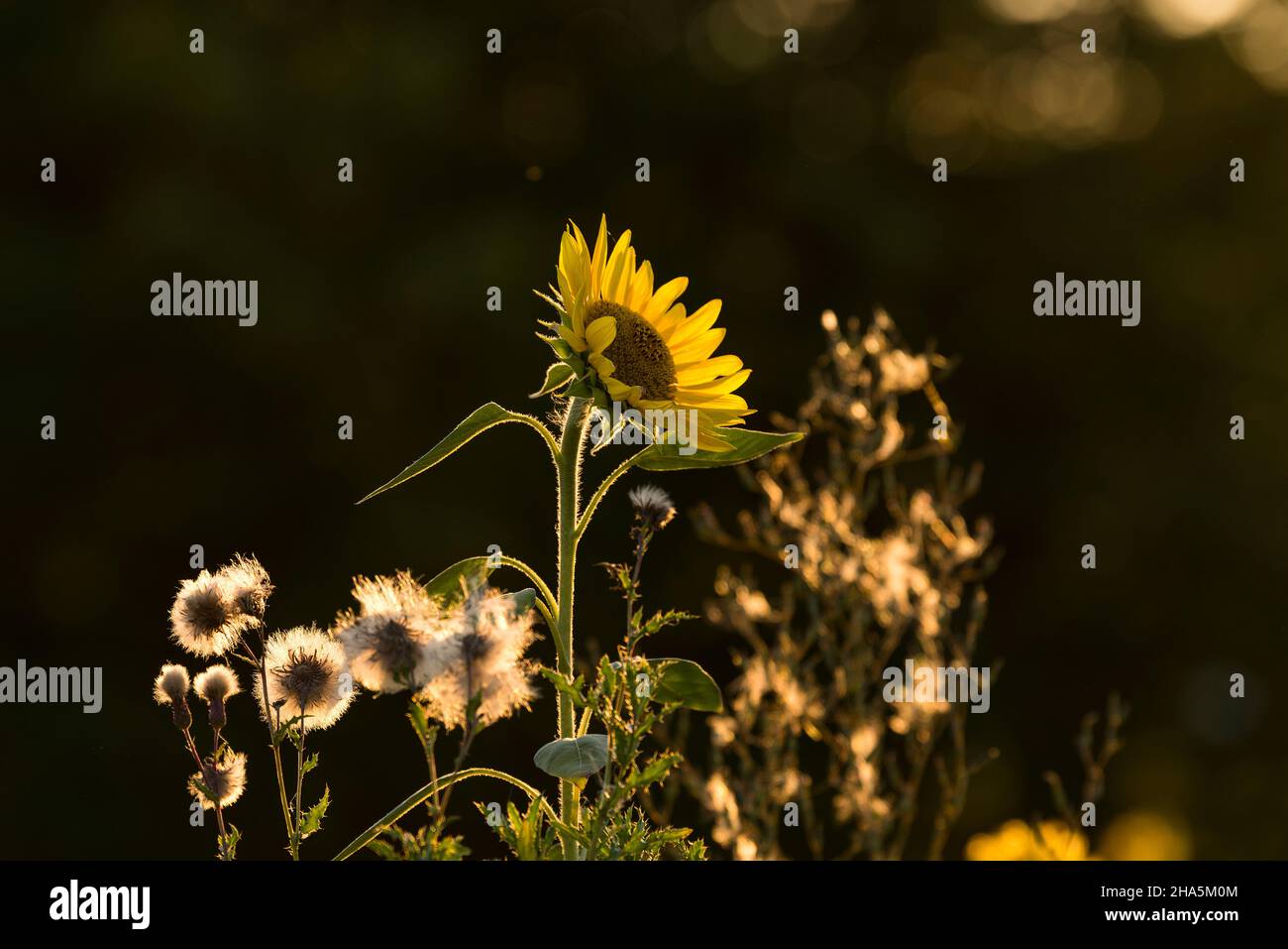 the blossom of a sunflower (helianthus annuus) and the seed heads of the field thistle glow in the evening light,germany Stock Photo
