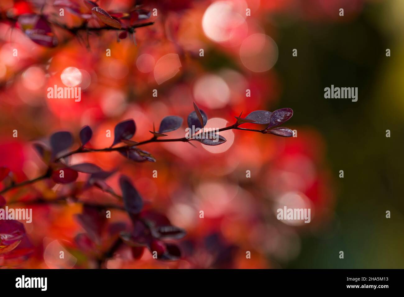 branches of barberry (berberis) with red colored leaves,in the background red autumn leaves and water droplets glow in the sunlight,germany Stock Photo