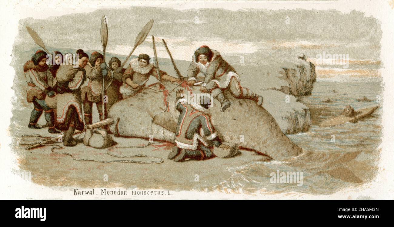 Narwhal , shot by Eskimos ,  (biology book, 1884) Stock Photo