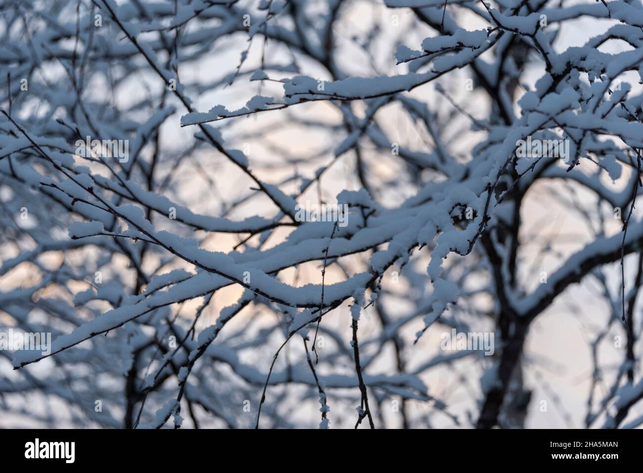 snow-covered branches at sunrise,yli-kyrö,muonio,lapland,finland Stock Photo