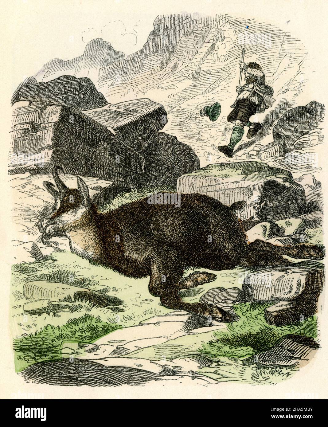 Hunting chamois in the Alps: Hunter with shot chamois ,  (picture book, ca. 1910) Stock Photo