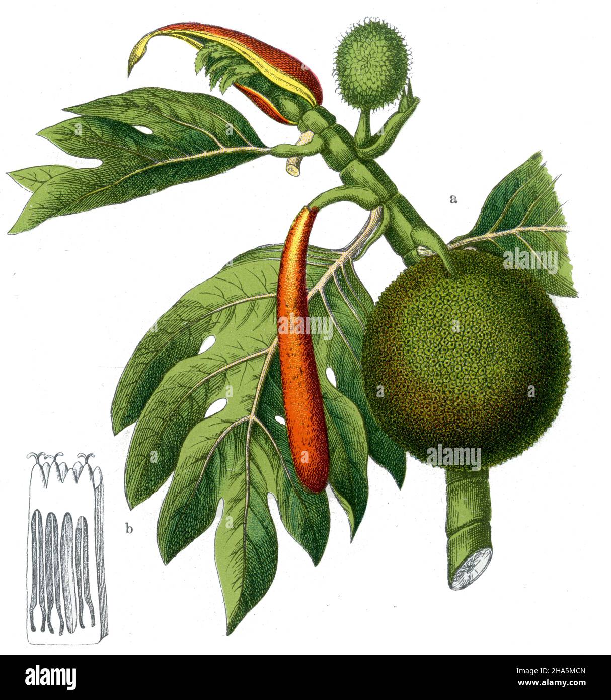 breadfruit  Artocarpus altilis Syn. Artocarpus communis, Artocarpus incisus,  (botany book, 1909) Stock Photo