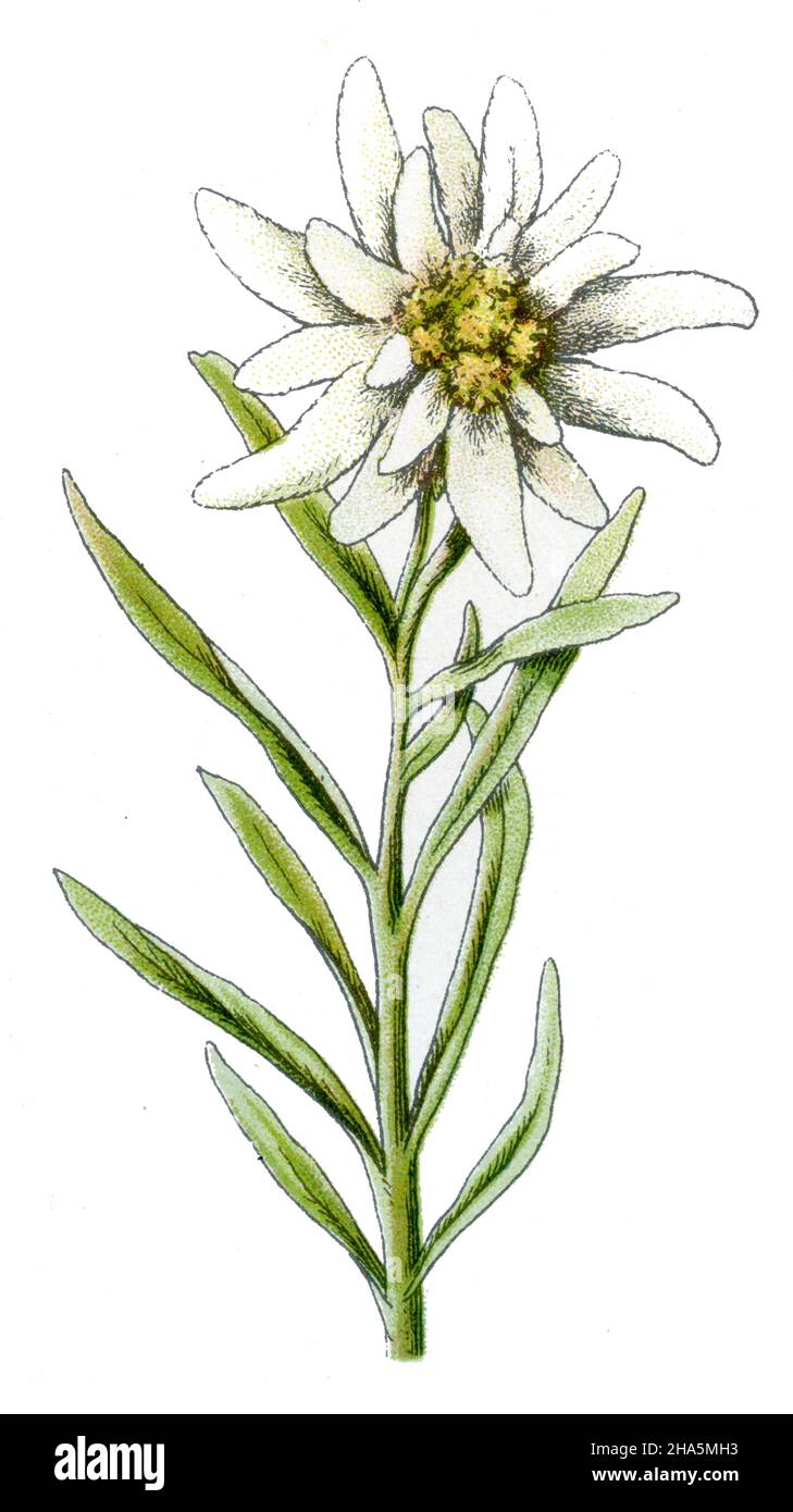 edelweiss Leontopodium nivale,  (botany book, 1909) Stock Photo