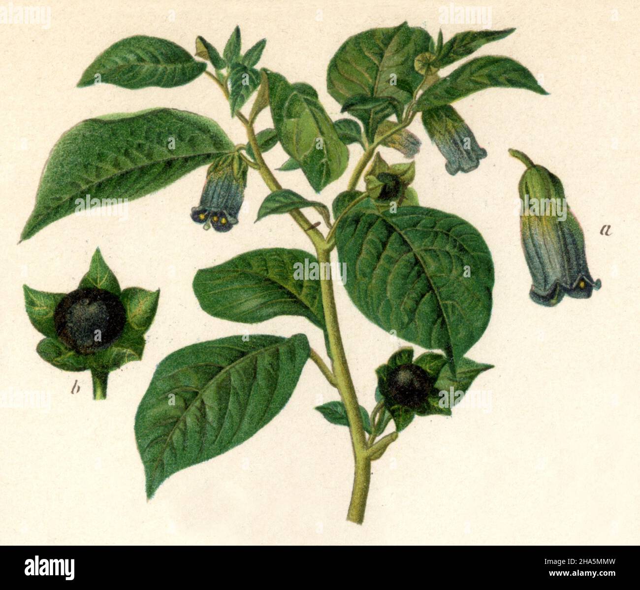 belladonna Atropa belladonna,  (encyclopedia, 1898) Stock Photo