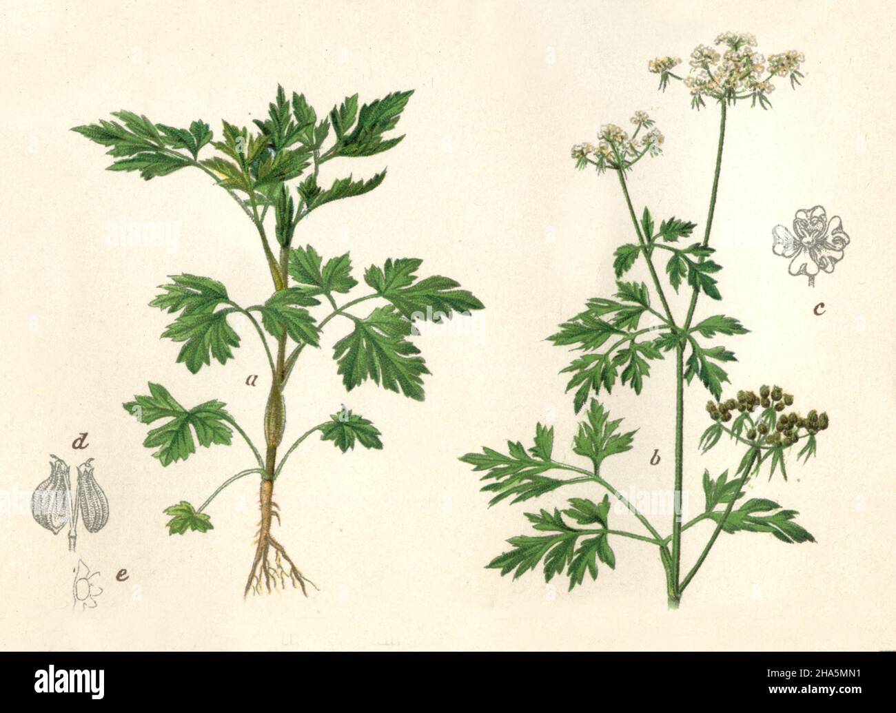 fool's parsley, fool's cicely, or poison parsley Aethusa cynapium,  (encyclopedia, 1898) Stock Photo