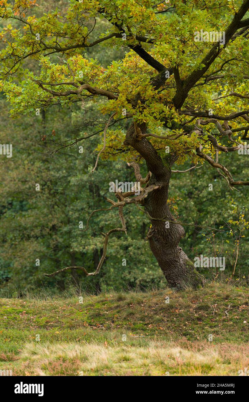 oak with gnarled growth and twisted trunk in the döhler heide,döhle near egestorf,lüneburg heath nature park,germany,lower saxony Stock Photo