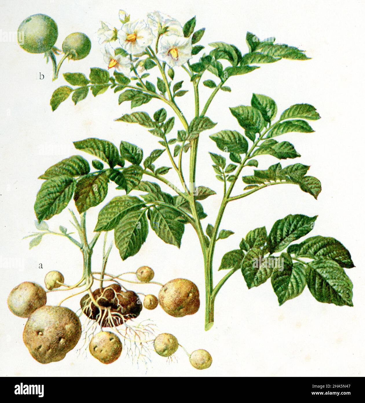potato Solanum tuberosum,  (, 1901) Stock Photo