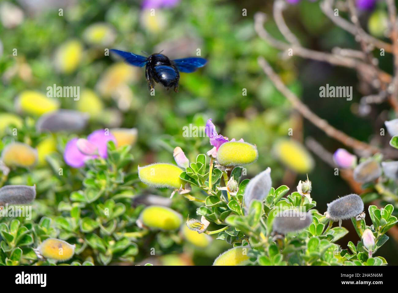 a waterblossom pea [podalyria calyptrata] with polinating insect in kleinmond,south africa. Stock Photo
