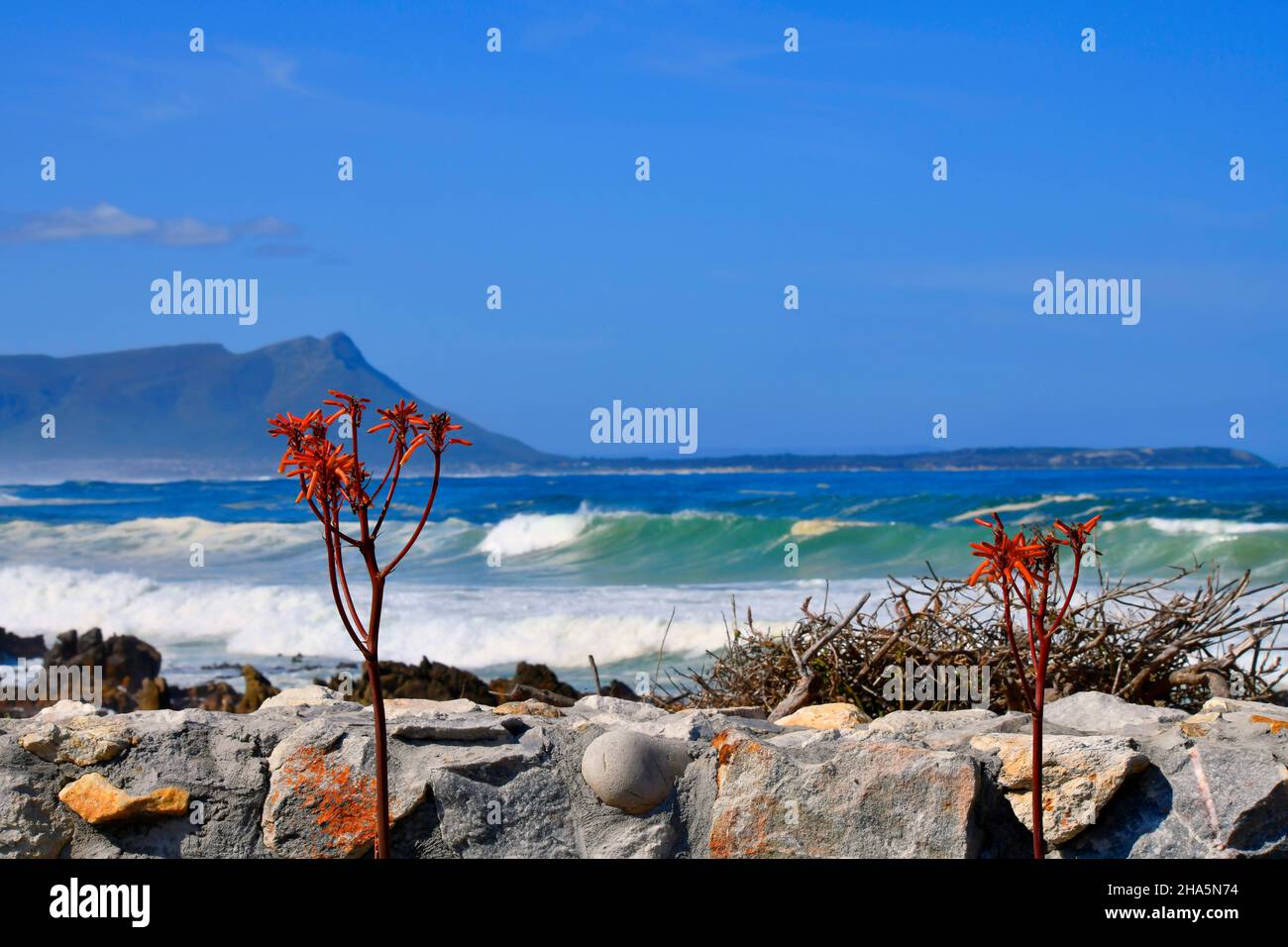 flowering aloe plants with wave and distant hills,kleinmond,south africa. Stock Photo