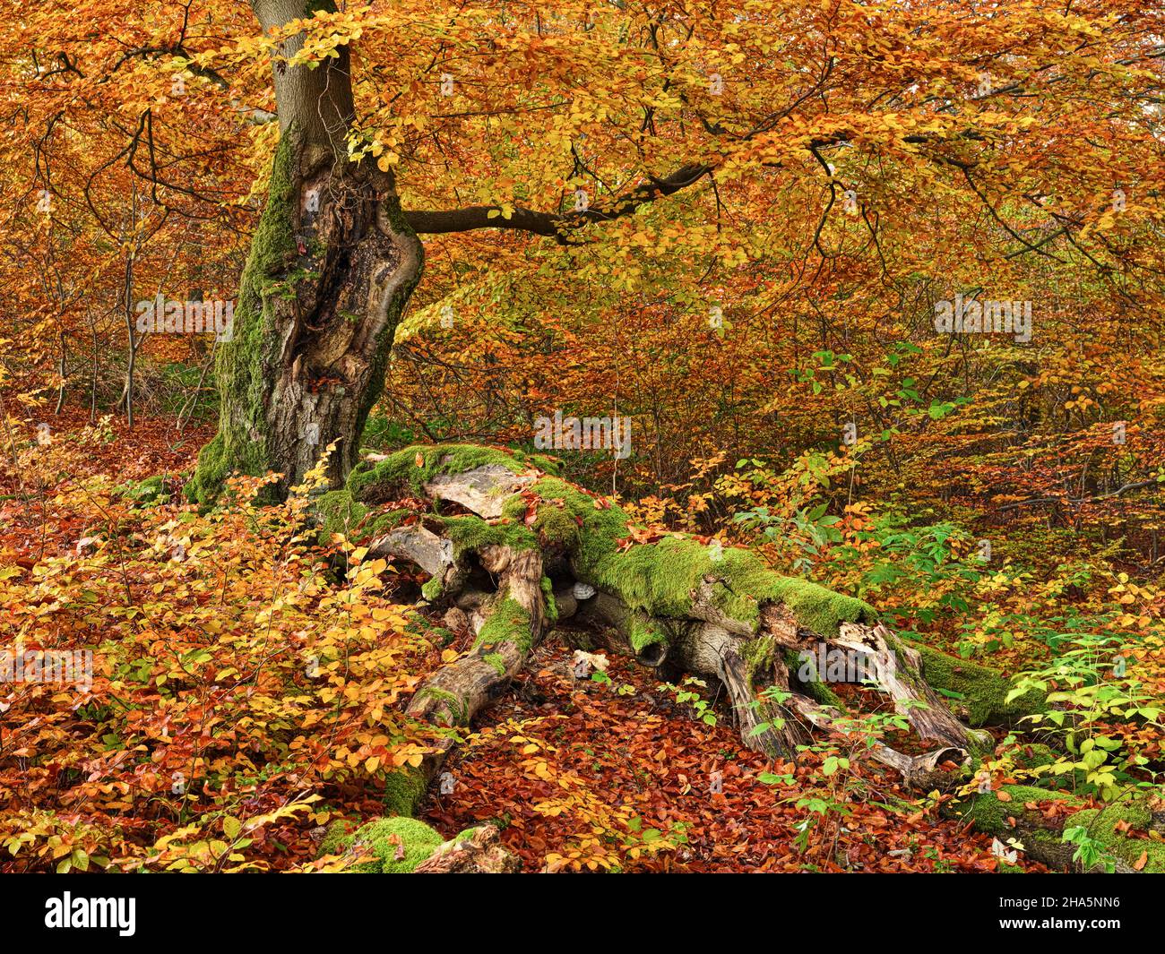 europe,germany,hesse,northern hesse,kellerwald-edersee nature park,kellerwald,old hut beeches in the halloh nature reserve near bad wildungen Stock Photo