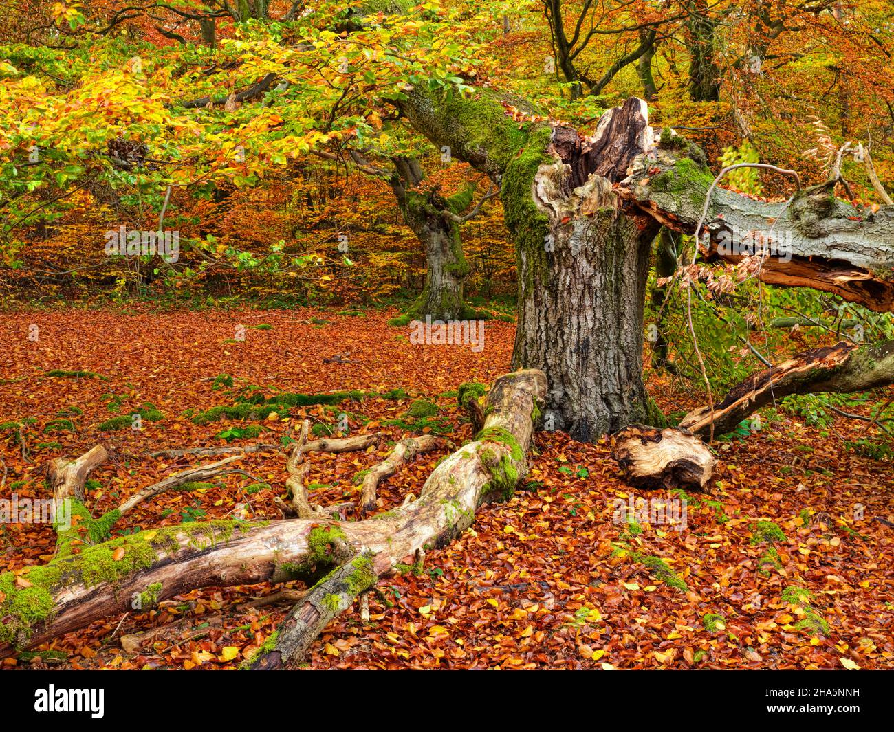 europe,germany,hesse,northern hesse,kellerwald-edersee nature park,kellerwald,old hut beeches in the halloh nature reserve near bad wildungen Stock Photo