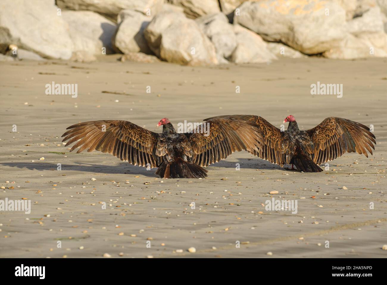Turkey vultures sitting on the beach dry their wings on the sun Stock