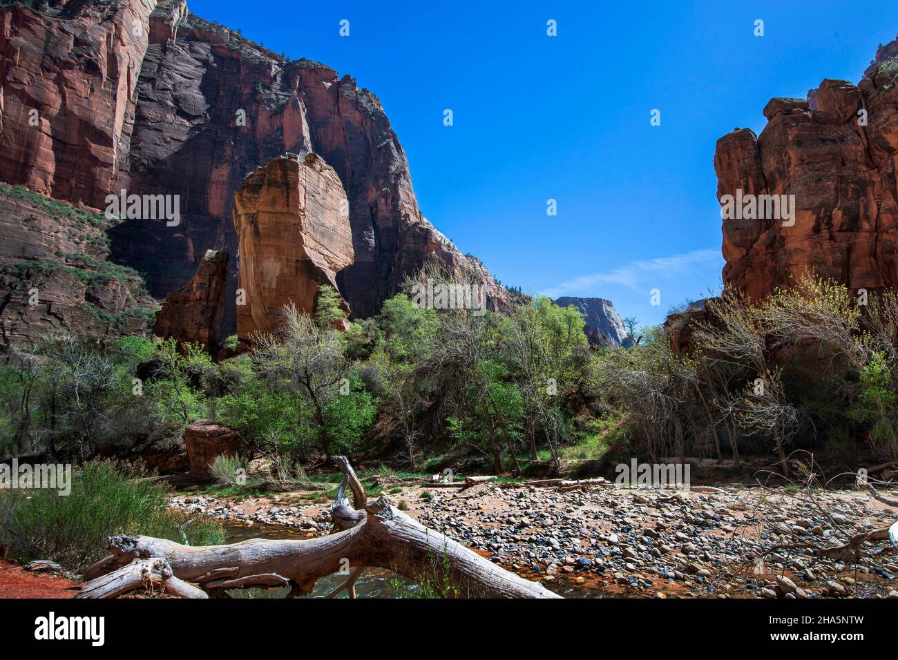 Temple of Sinawava Trail follows the Virgin River upstream through ever-narrowing canyons, Zion National Park, Utah Stock Photo
