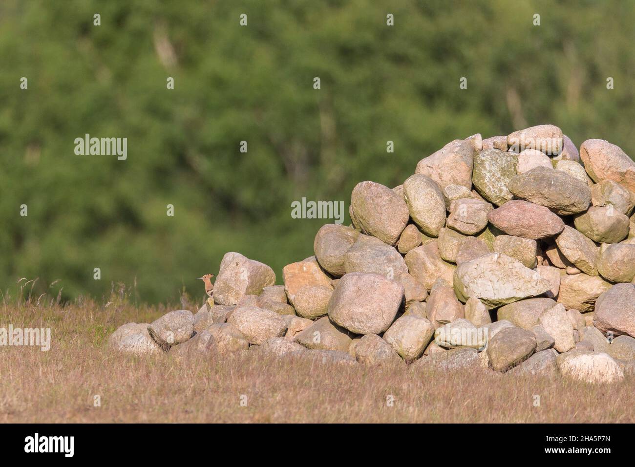 hoopoe upupa epops,bird of the year 2022 Stock Photo