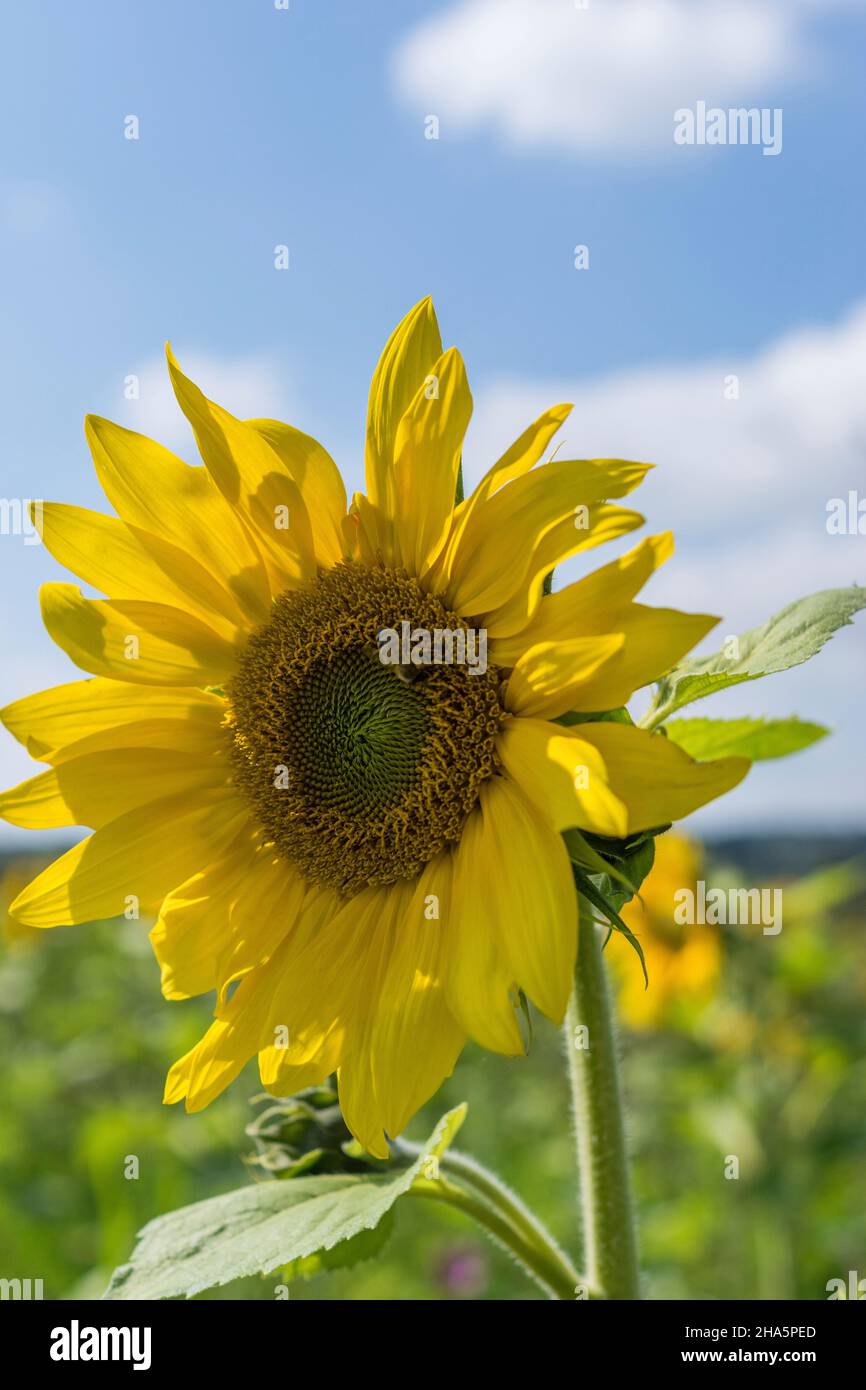 sunflower in a wildflower field near stade,germany. Stock Photo
