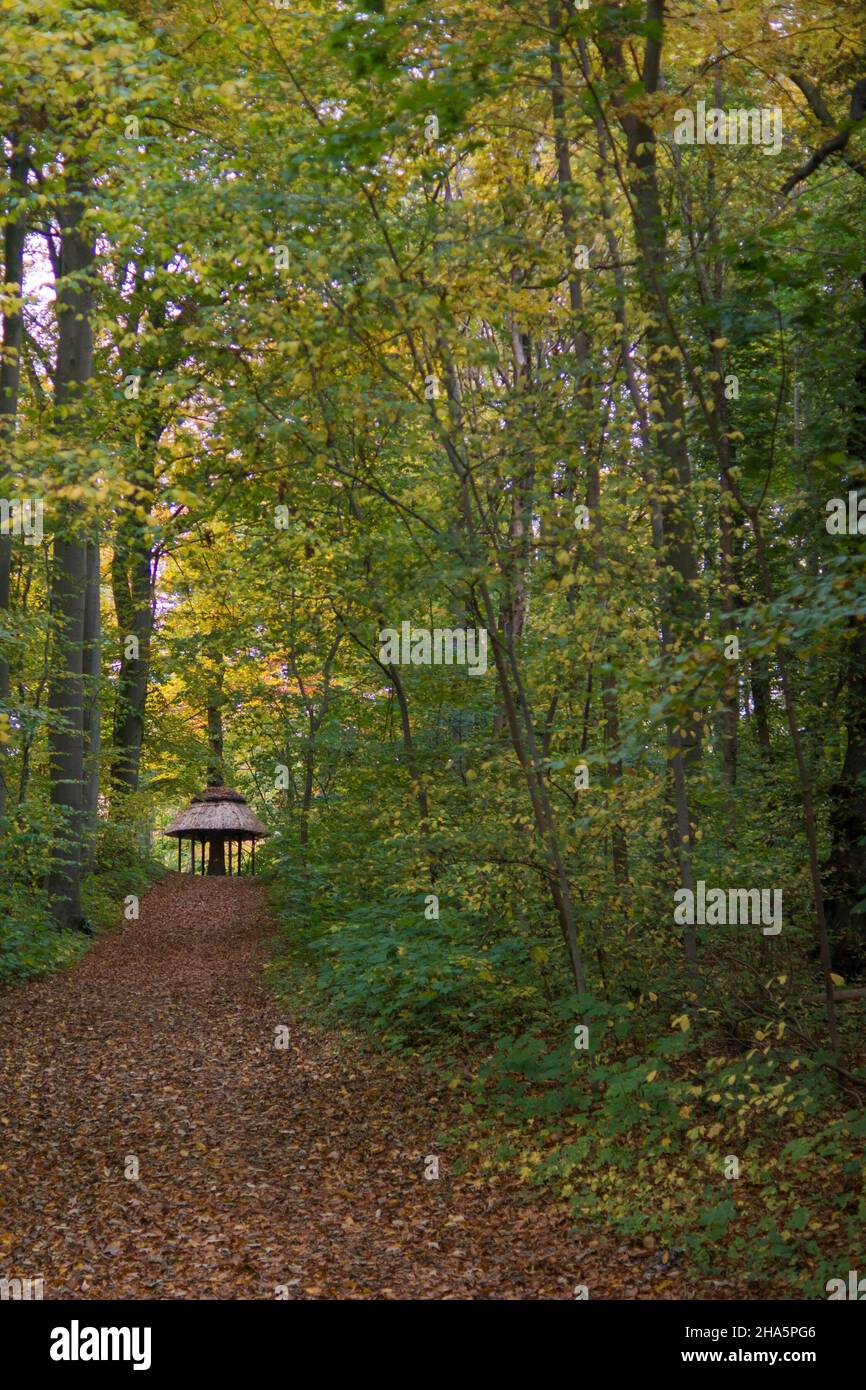 autumn walk in the forest at plöner see in plön,germany. Stock Photo