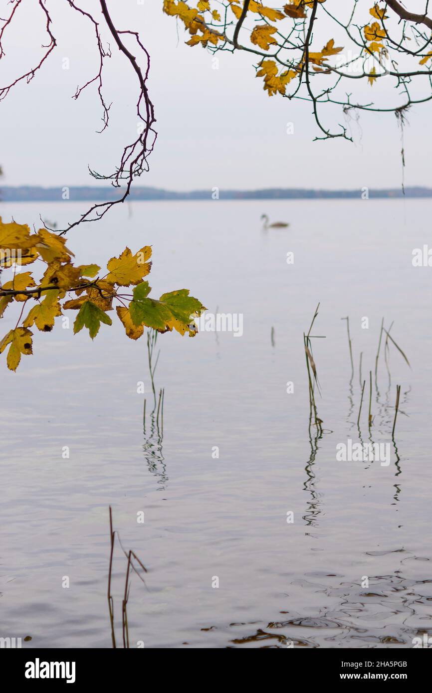 walk on a gray autumn day at the plöner see in plön,germany. Stock Photo