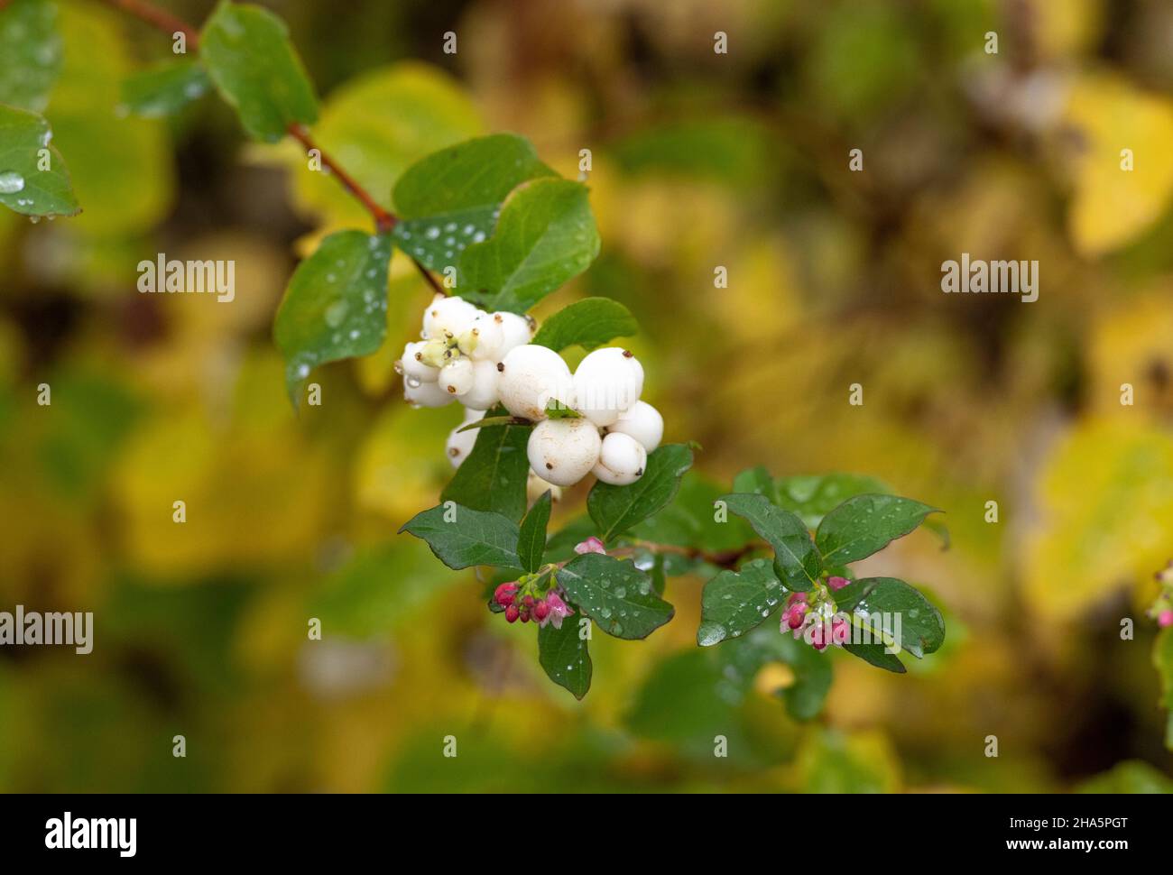 branch of a hedge in autumn with dew drops,tällberg,siljansee,dalarna,sweden Stock Photo