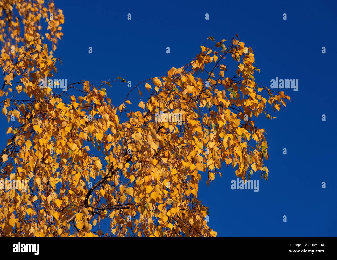 Birch tree with autumn colors against a deep blue sky hi-res stock ...