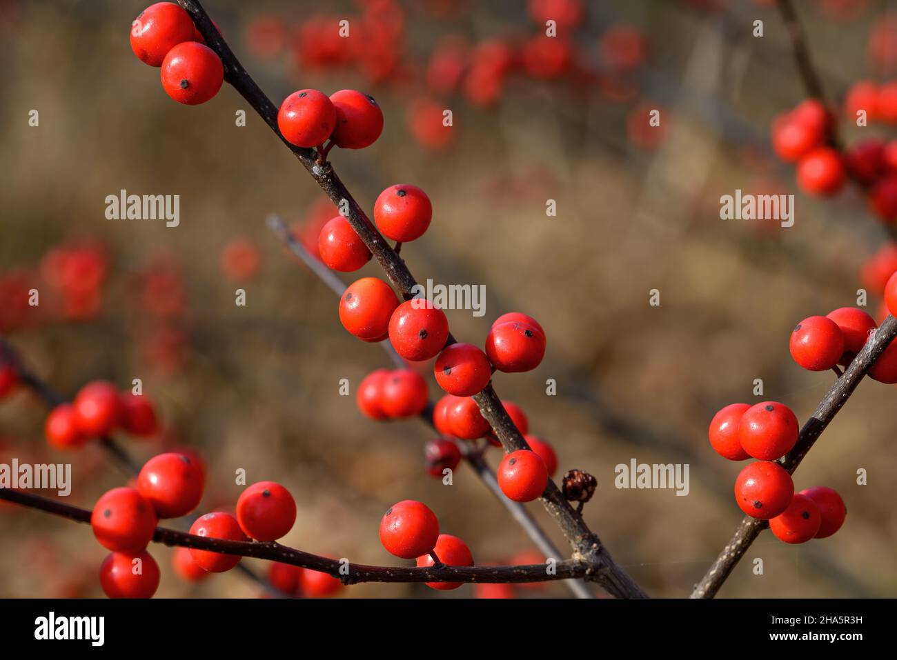 Ilex verticillata or winterberry in the hazy sun on a winter’s day. It is a species of holly native to eastern North America in the United States and Stock Photo