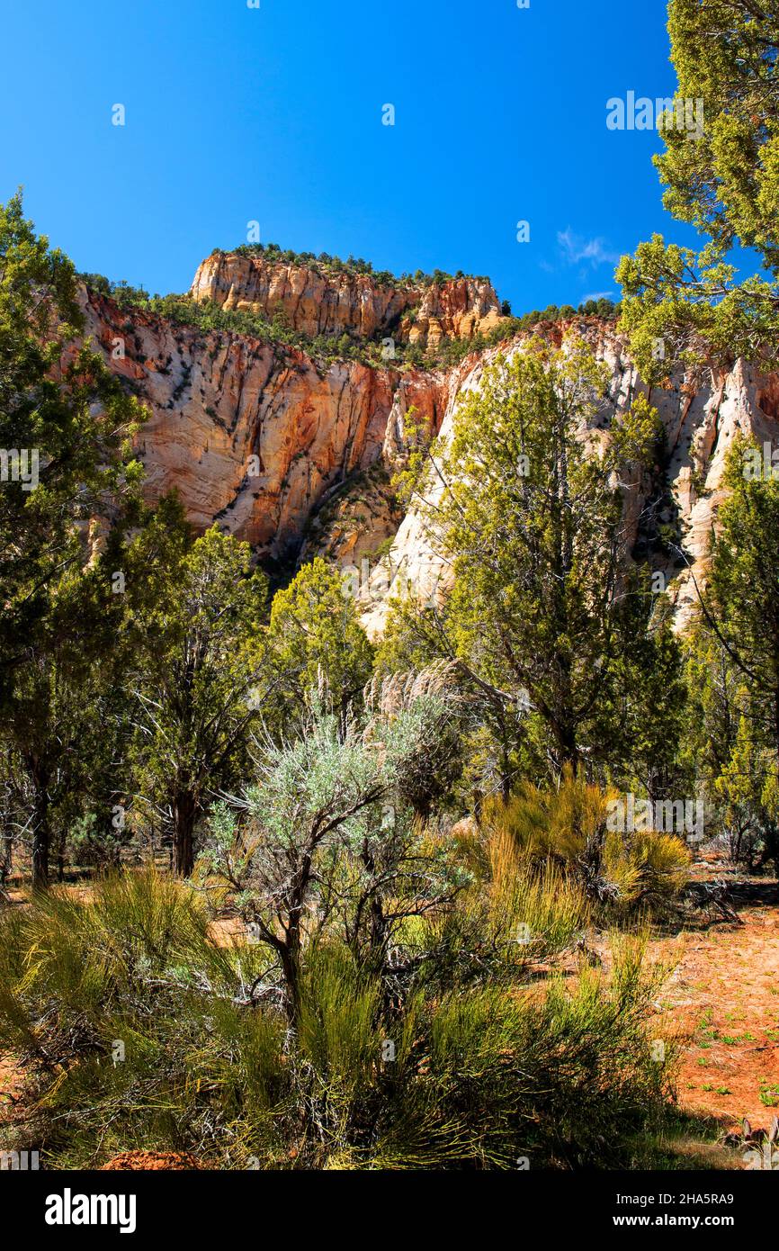 Zion National Park is known for its incredible canyons and spectacular views, Utah Stock Photo
