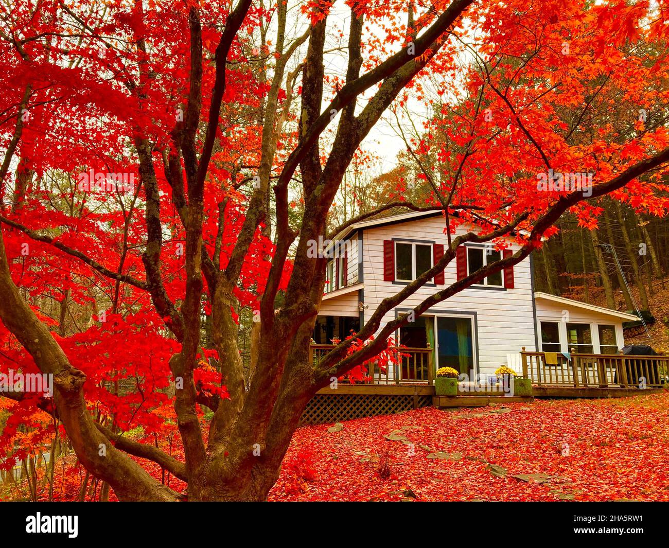 house and japanese maple tree during foliage in autumn,woodstock,new york state,usa Stock Photo