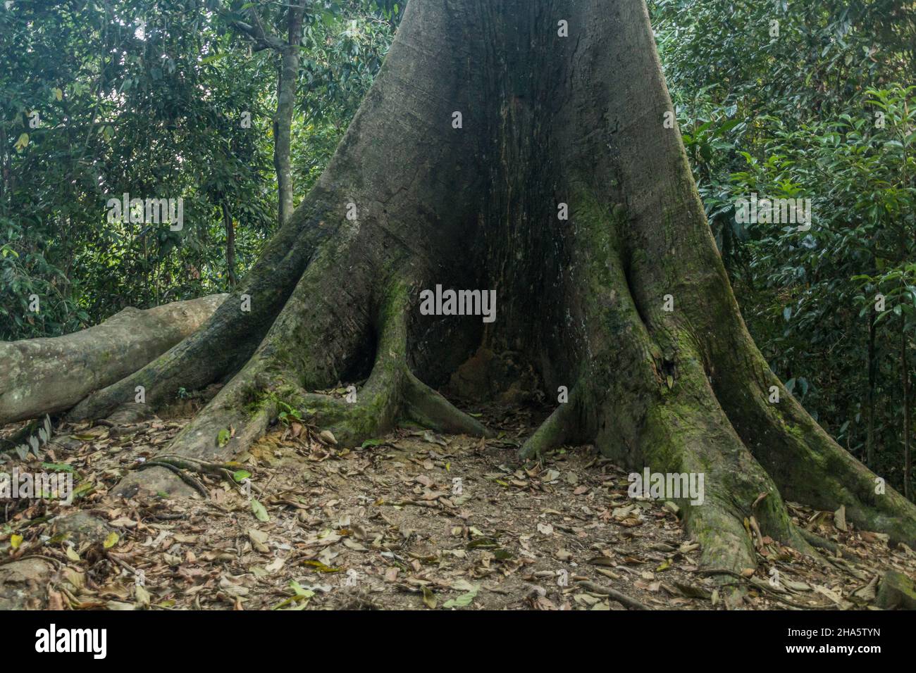 Seraya runcing Shorea acutissima tree in Sepilok, Sabah, Malaysia Stock Photo