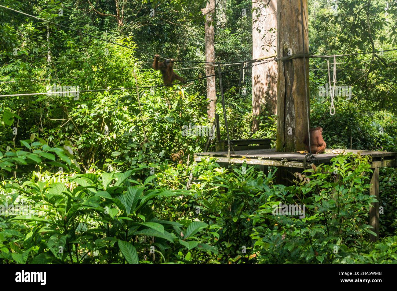 Bornean orangutans Pongo pygmaeus in Sepilok Orangutan Rehabilitation Centre, Borneo island, Malaysia Stock Photo