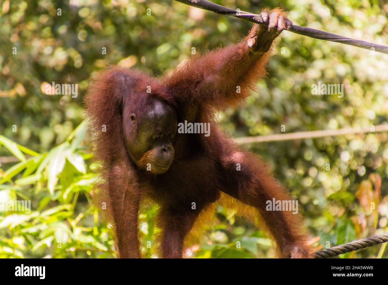 Bornean orangutan Pongo pygmaeus in Sepilok Orangutan Rehabilitation Centre, Borneo island, Malaysia Stock Photo