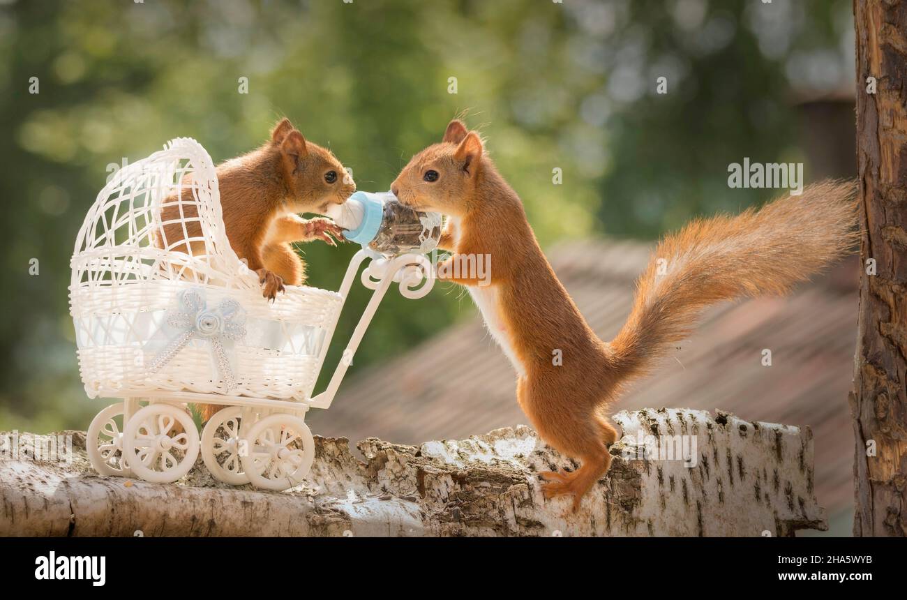 red squirrels standing on tree with baby stroller and milk bottle Stock Photo