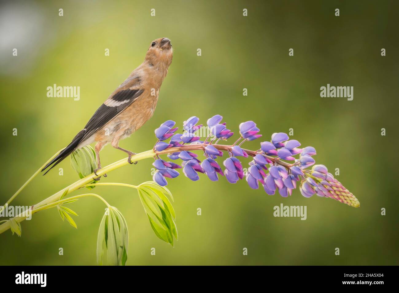 young bullfinch standing on a purple lupine branch Stock Photo
